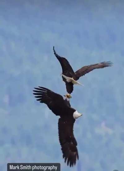 Eagle Courtship Spiral