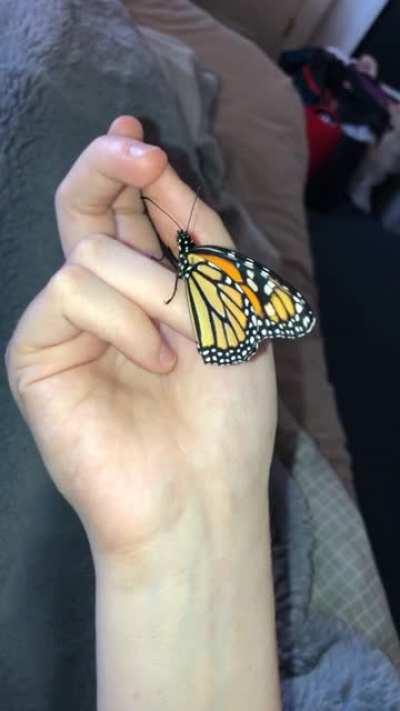 My Monarch Butterfly hatched this morning, everyone meet Emmett