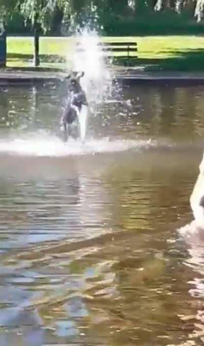 Dog Enjoying Some Water