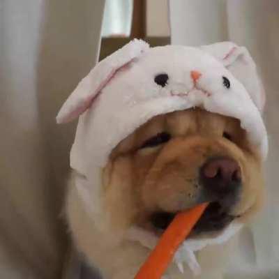 Easter Bunny Is Hungry GIF by Reactions