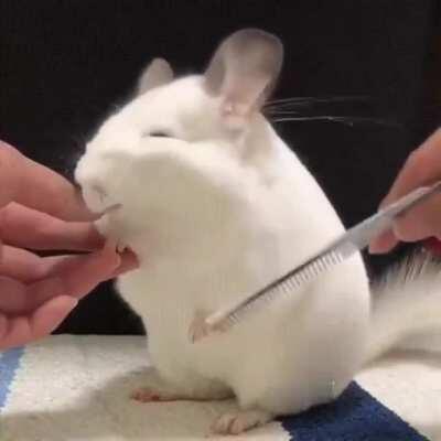 Thanks, I love chinchillas getting brushed!