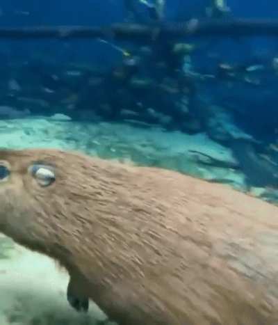 I had no idea that capybaras are so agile underwater.