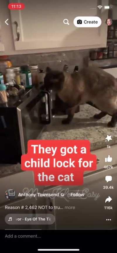 Cat will undoubtedly smash that microwave in the end.