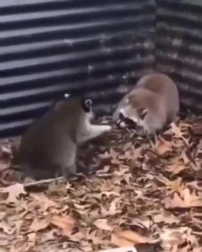 Fight without rules 🦝