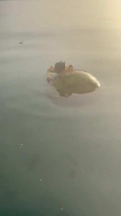 Crab floating on a coconut