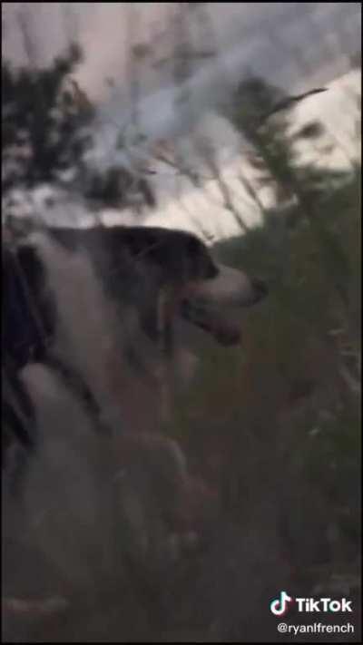 Photographer gets his dog to agree to pose