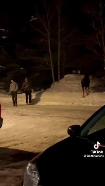 These people arguing about a Moose... 🤙🏼