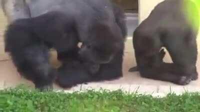 Me and the boys watching GME today