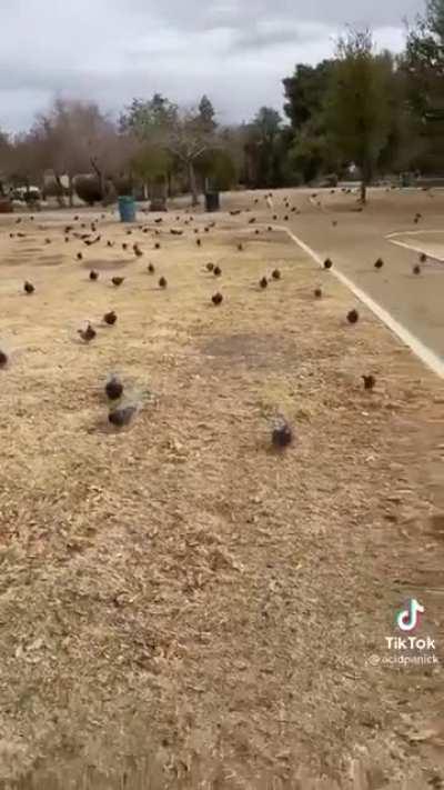 Pigeon army LOL