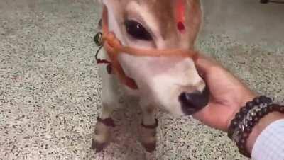 Baby Punganuru cow. Punganuru cows are an endangered species.