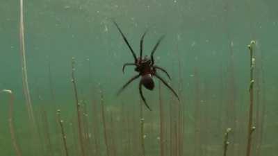 🔥 Diving Bell Spider 🔥