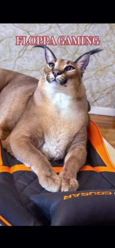 Easily sleepy floppa (Full credits to “floppadorable” on TikTok