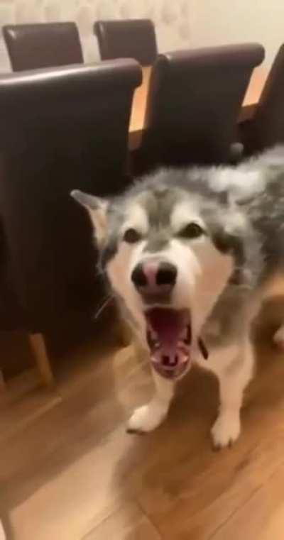 Let's do something! Your cat stole my bed