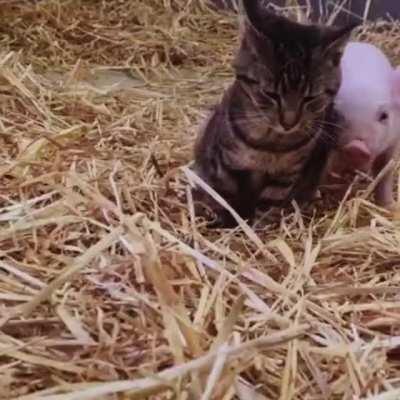 Sweet and patient barn cat