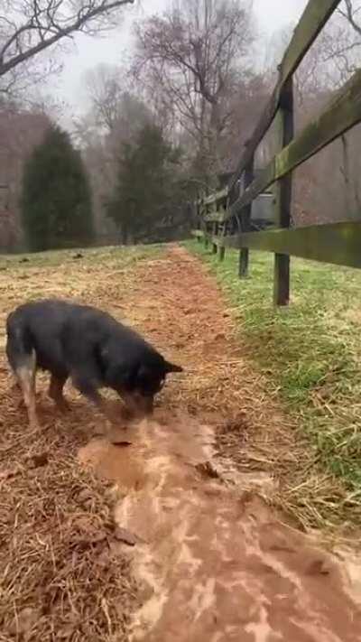 HydroDoge Digging Water Infrastructure