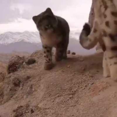 Снежные Барсики