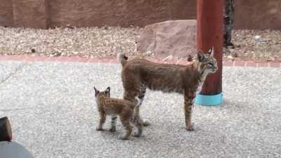 A bobcat family has taken over my Uncle’s backyard