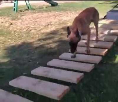 This dog is a different breed