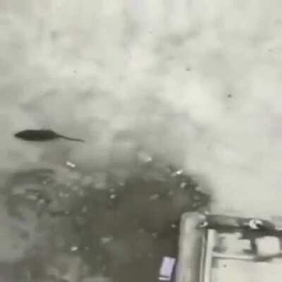 Shitposters... your Award is backwards