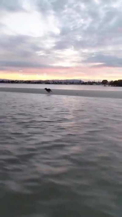 The speed of this dog 