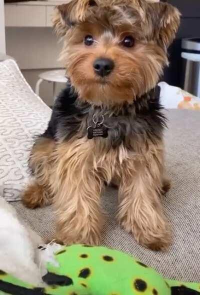 Throw the toy please