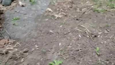 Fox Say HahahahahhAHA