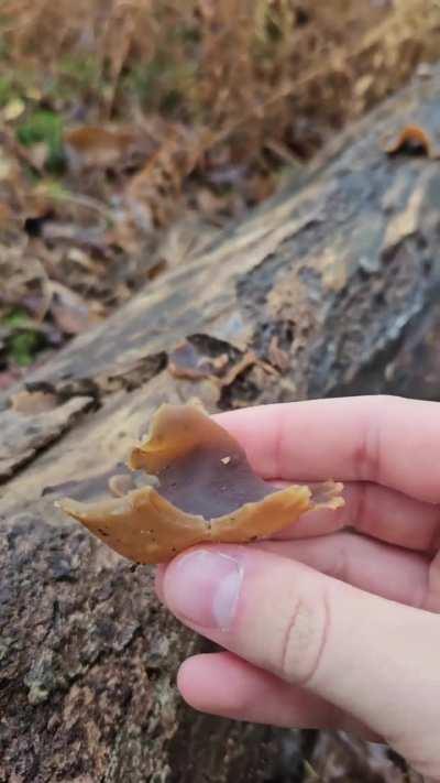 Found some weird mushrooms that released their spores after I picked them