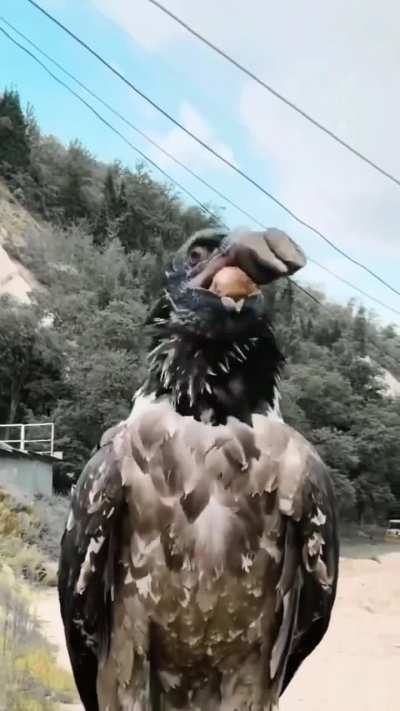 The bearded vulture is the only known animal whose diet is almost exclusively bone.