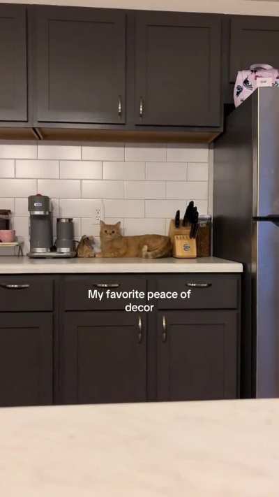 Chad blends in