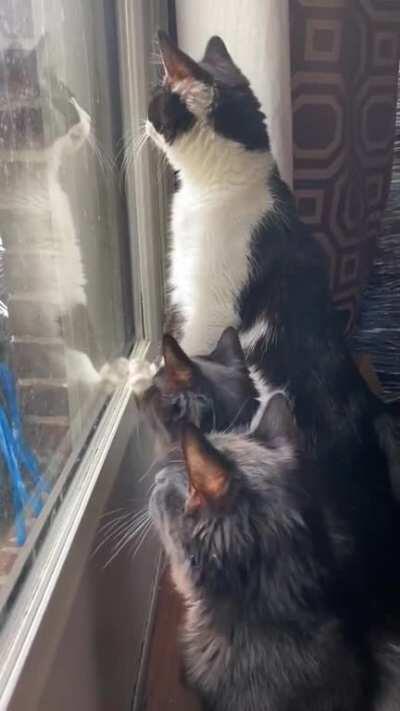 Chidi, Tahani, and Eleanor, my creepy little Angoras