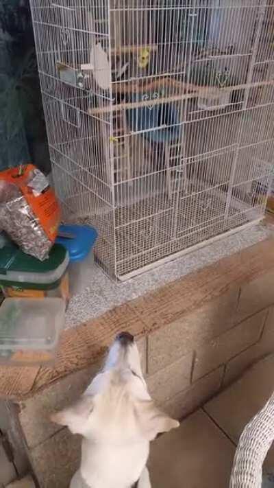My brother dug up this old video of my vet's office birb singing to my doggo. They have both passed since, but I like to think she's signing to him across the rainbow bridge.