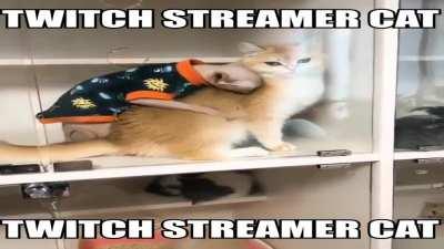 twitch streamer cat