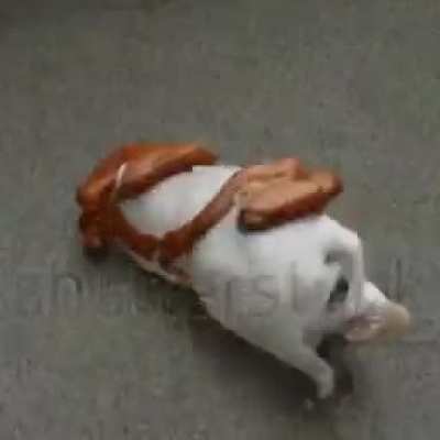 a dog turning into a hotdog
