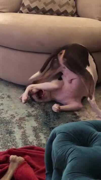 Interesting technique, but he'll catch that tail one day!