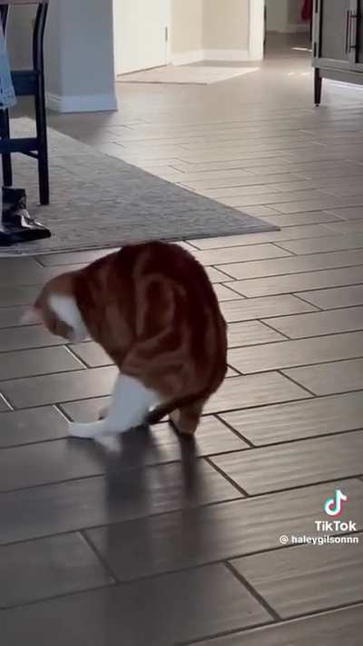 Making his own fun [Caution: EXTREMELY Orange Behavior]