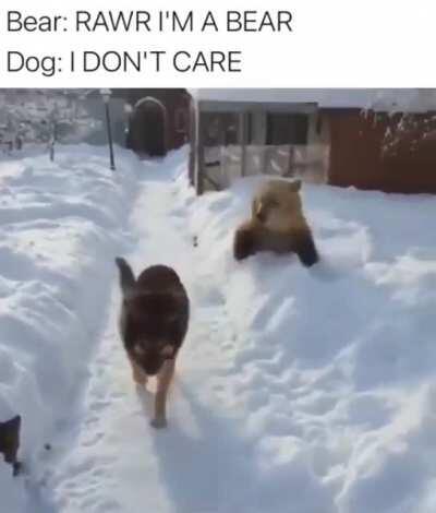 Bear threatening a dog