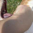 WoMaN rUtHlEsSlY aTtAcKs PuPpY aS hE tRiEs To RuN aWaY