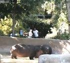 Spanking a hippo