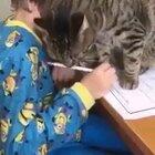 Cat REALLY loves this boy