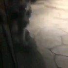 The Tiger Eating Good Tonight