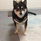 iNnOCenT dOGgER gEtS cUt iN hALf bY mAd mAn