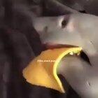 throwing a slice of cheese on your pet shark