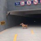 Oh, my lawd! I see another handsome good boi