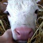 Newborn baby cow