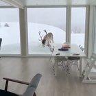 Ma! That reindeer is back