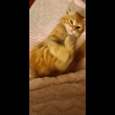 Repeat offender caught attempting to break curfew.