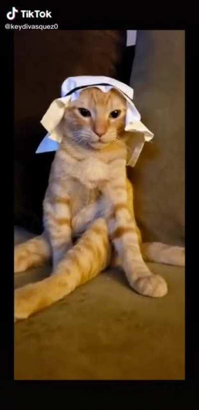 Funny no pork Cat 🐈🐈🐈🐈🐈🐈🐈😂😂😂😂😂😂😂😹😹😹😹😹 free No virus