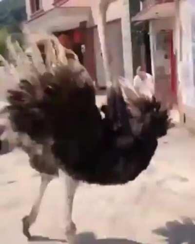 When I use my Coustillier charge but don't get the kill