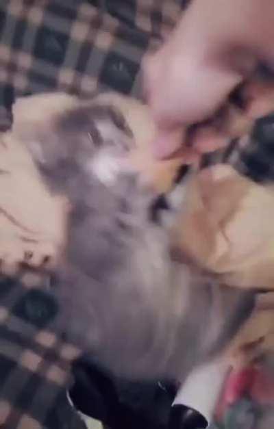 When you give a cat an ice cream cone....