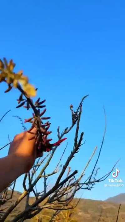 A alguien más le gusta?